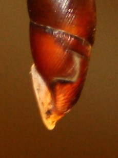 Clausiliidae da identificare